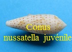 Conus nussatella juvénile